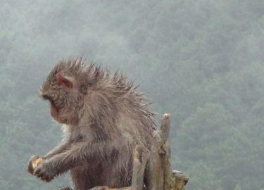 Monkey Park outside of Kyoto. Much more humane than it sounds. Yes you can stand outside right next to a Macaque. No, they won't bite you.